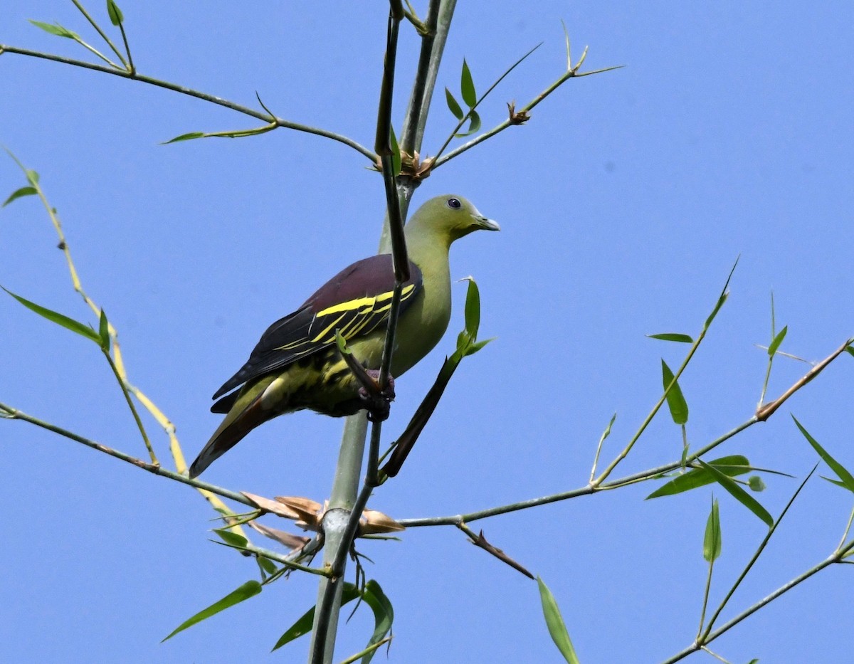 Серолобый зелёный голубь - ML475412371