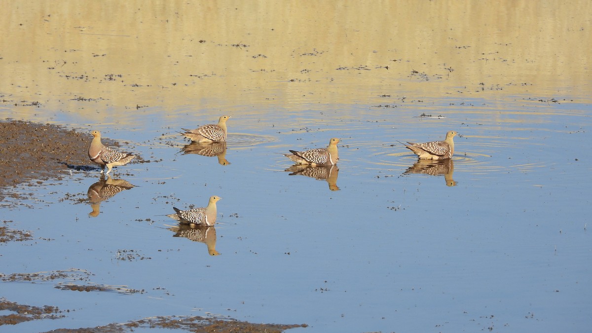 Namaqua Sandgrouse - ML475412681