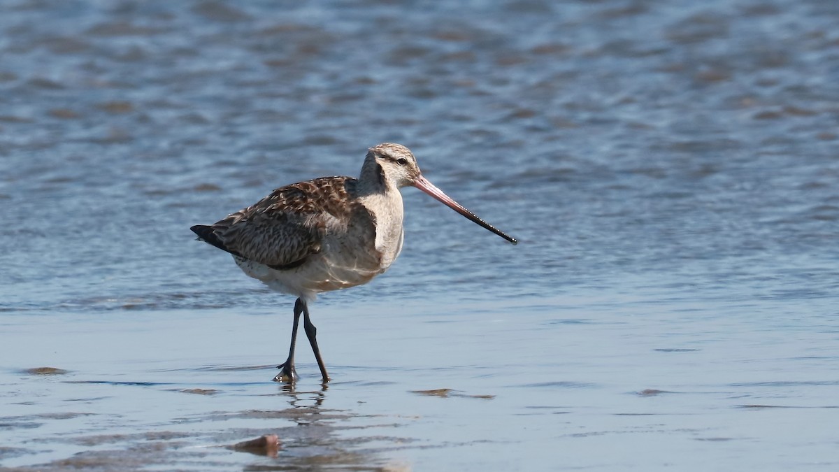 Bar-tailed Godwit - ML475412731