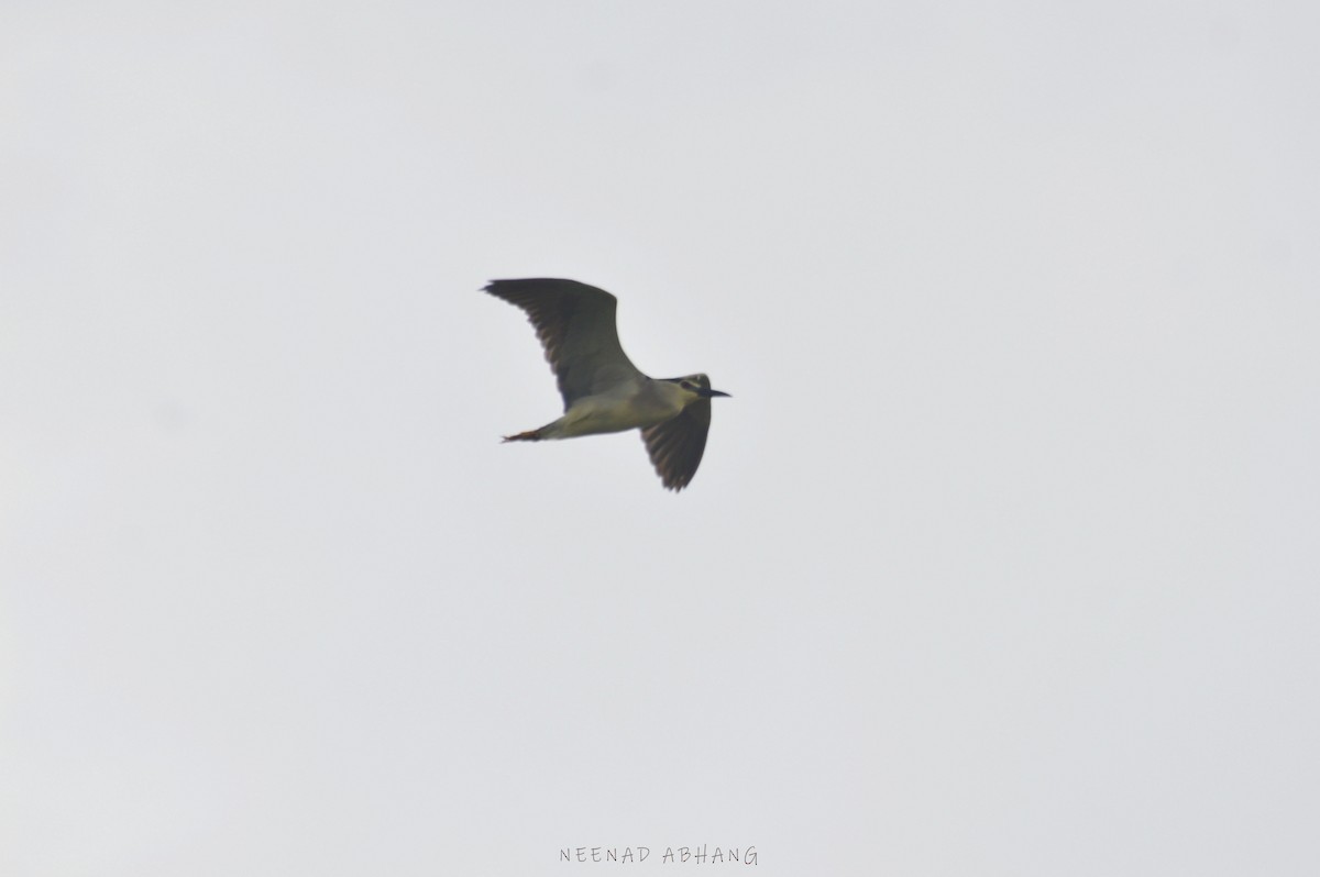 Black-crowned Night Heron - Neenad Abhang