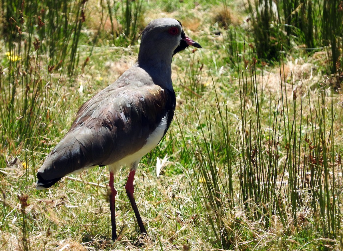 Southern Lapwing - ML47541381