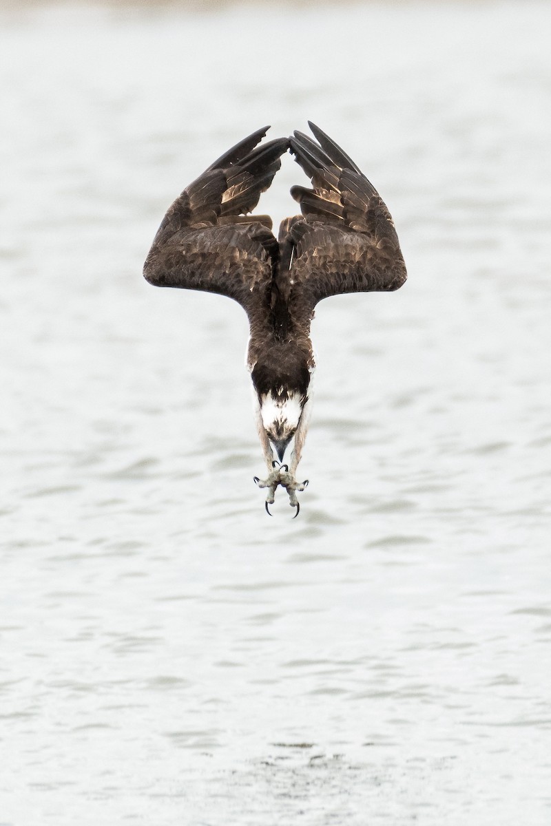 Balbuzard pêcheur - ML475414901