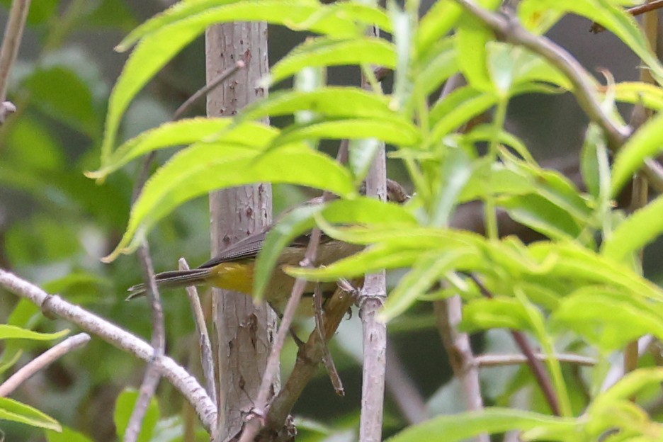 Virginia's Warbler - Shawn Miller