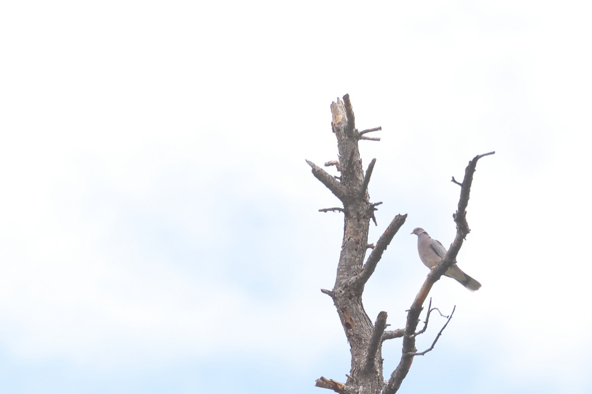 Band-tailed Pigeon - ML475415331