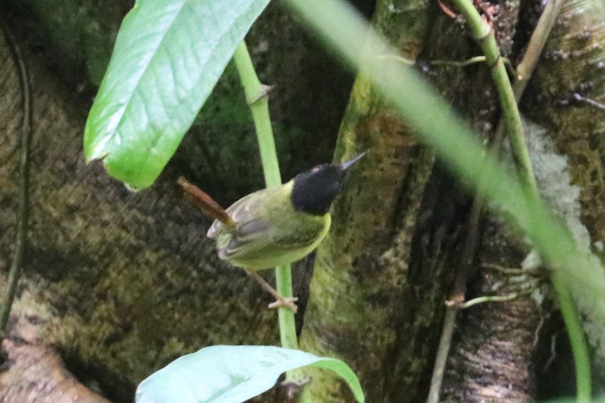 Yellow-breasted Tailorbird - ML475416361