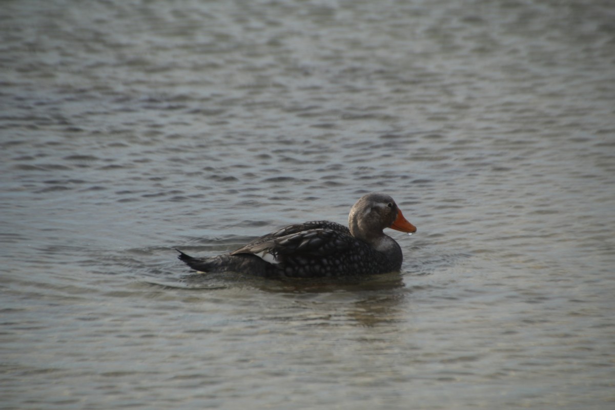 Falkland Steamer-Duck - ML475416721