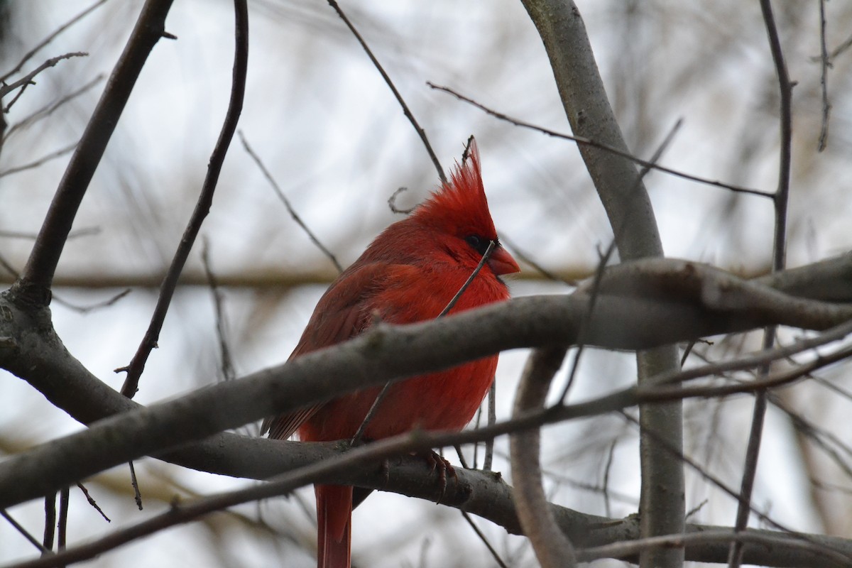 Cardinal rouge - ML47541711