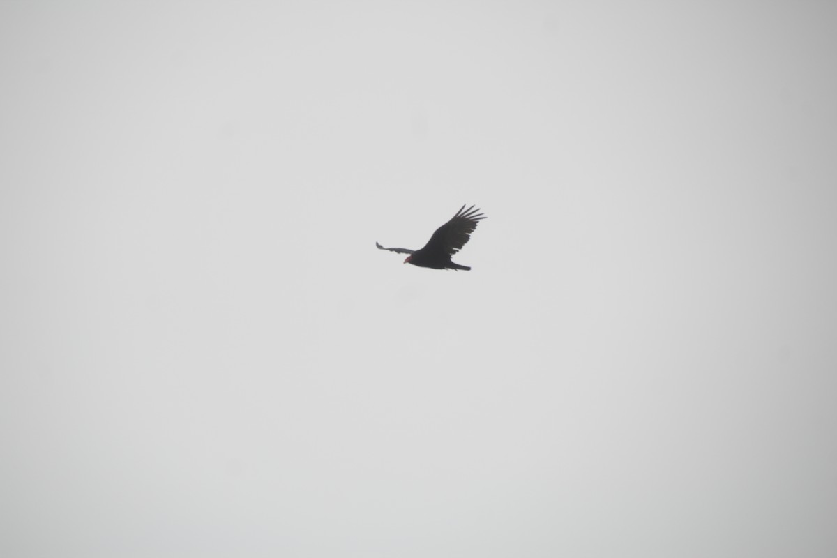Turkey Vulture - Guillaume Calcagni
