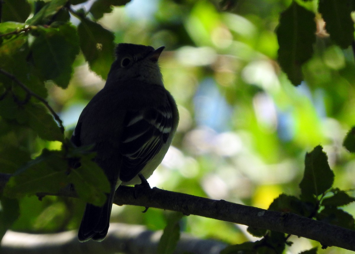 White-crested Elaenia - ML47542091