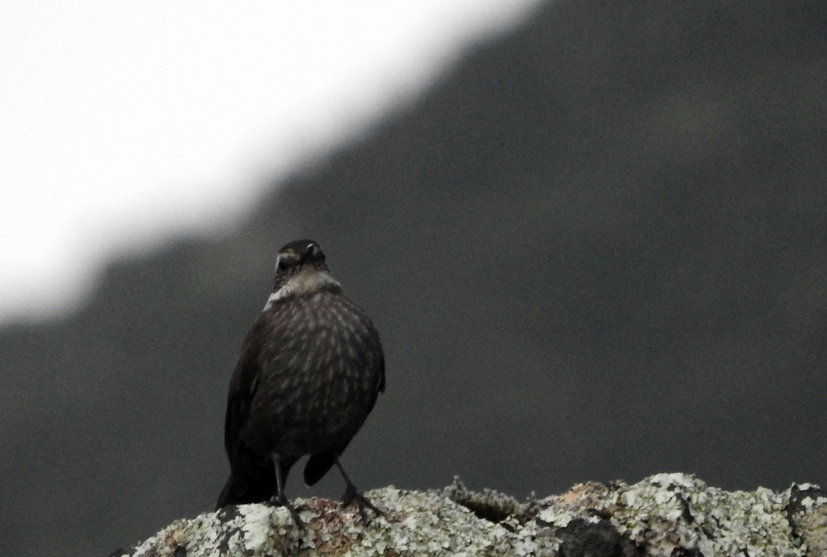 Dark-bellied Cinclodes - Diego perez