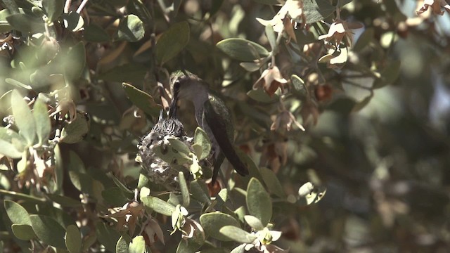 Colibrí de Costa - ML475424