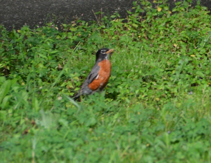 American Robin - ML475424001