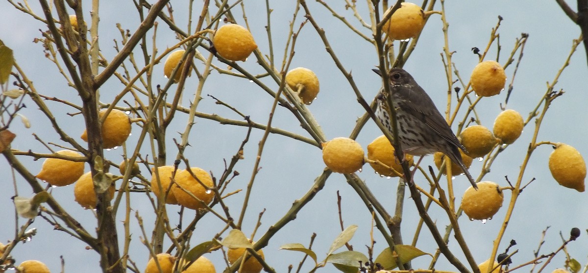 Song Thrush - FÜZUN KARACAN