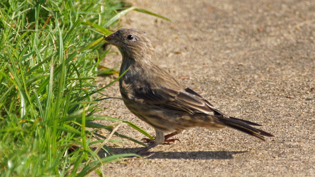 House Finch - ML475425431