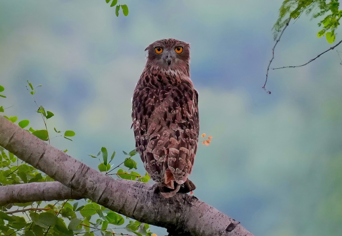 Brown Fish-Owl - Sudip Simha