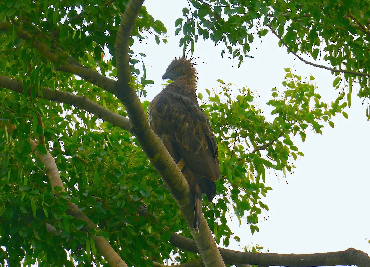 Changeable Hawk-Eagle (Crested) - ML475425841