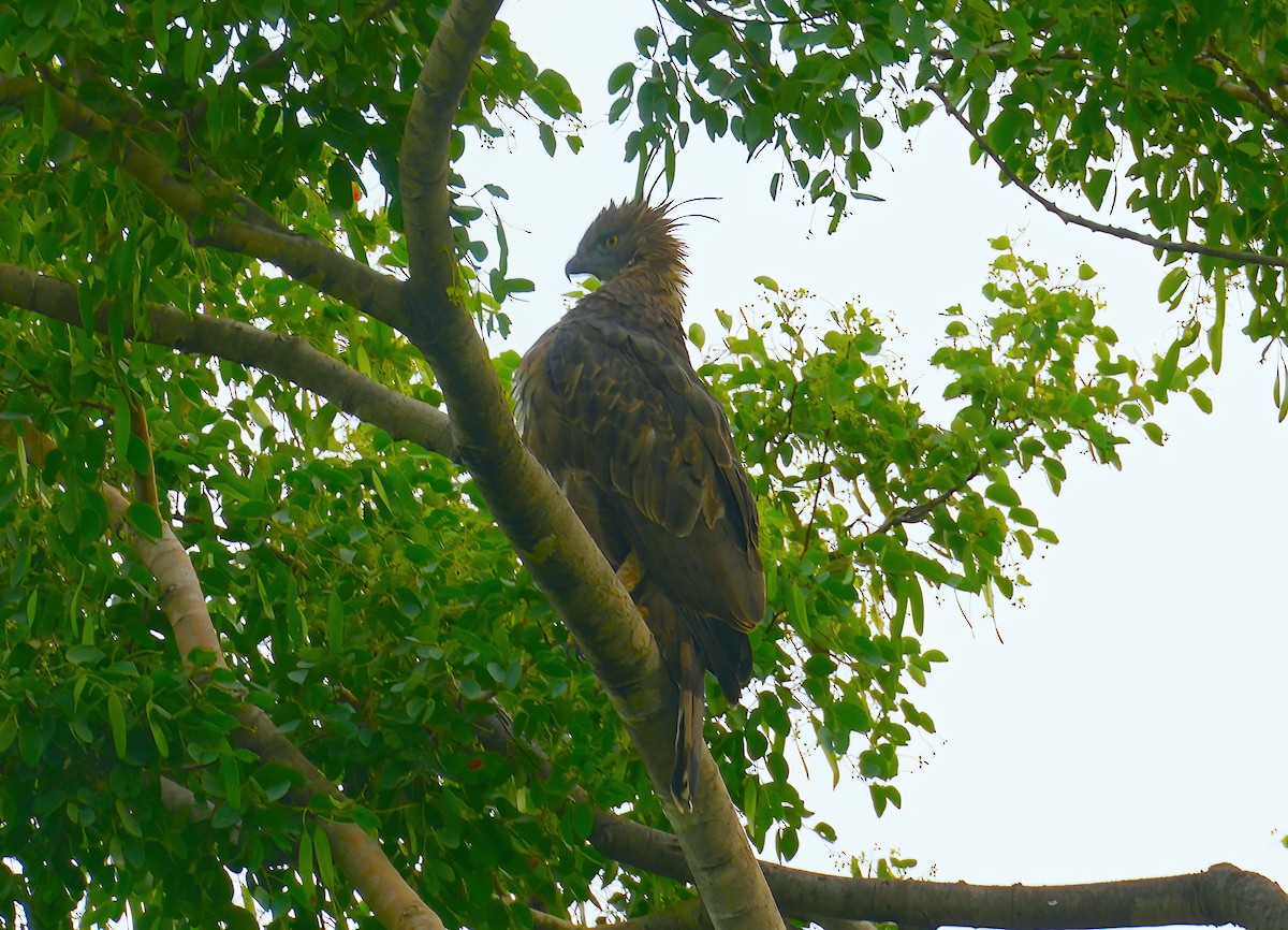 Aigle huppé (cirrhatus/ceylanensis) - ML475425841