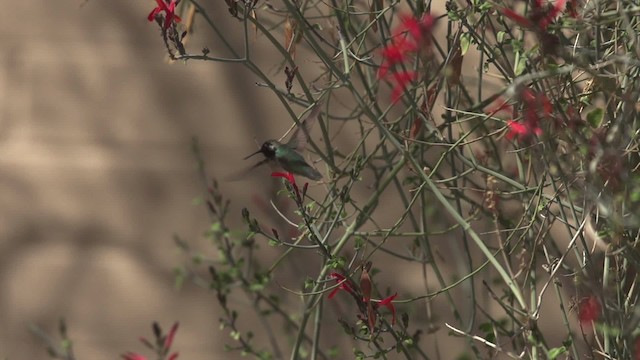 Colibrí de Costa - ML475426