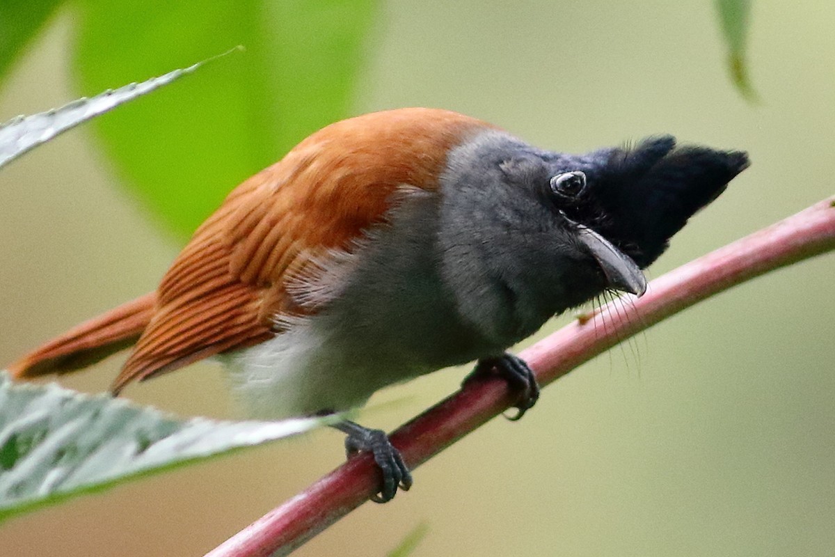 Indian Paradise-Flycatcher - ML475426101