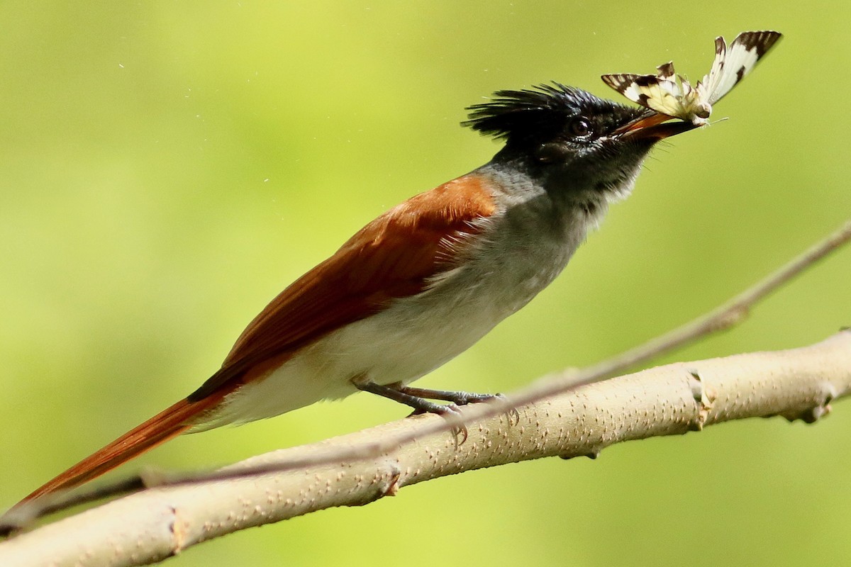 Indian Paradise-Flycatcher - ML475426141