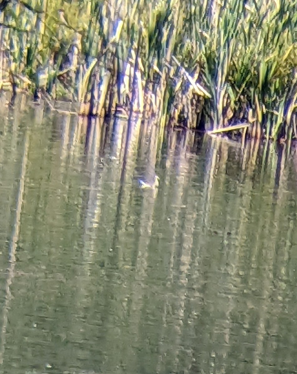 Wilson's Phalarope - ML475427891