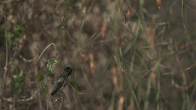 Colibri de Costa - ML475428