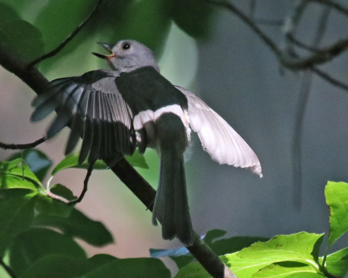 Tufted Titmouse - John Cyrus