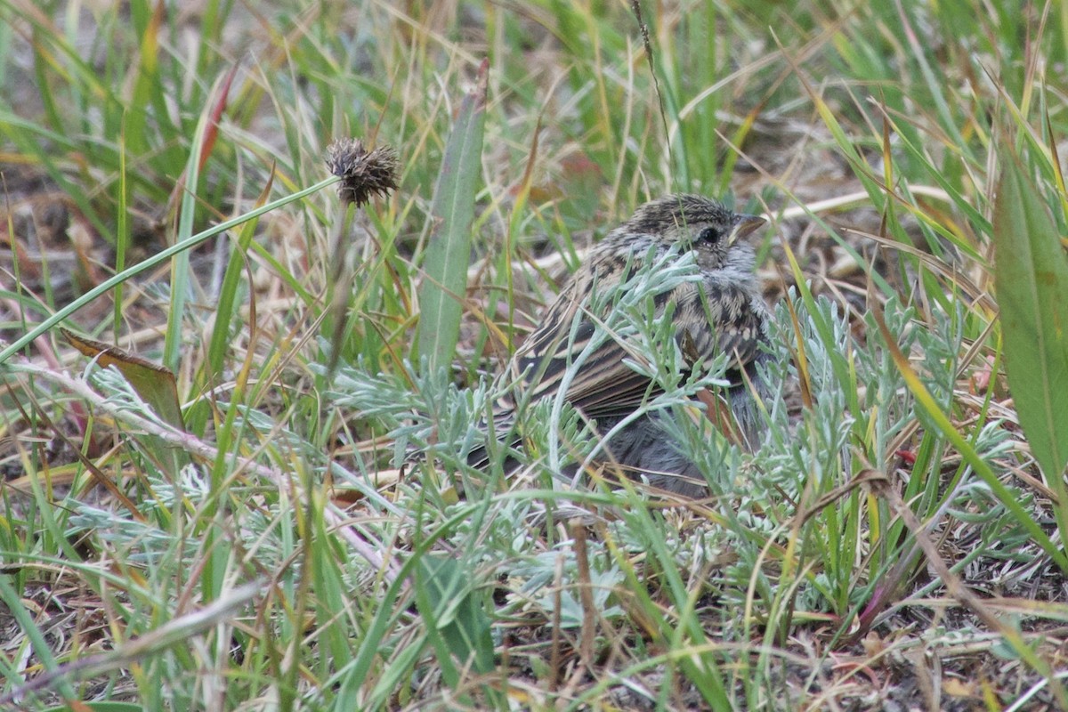 Chipping Sparrow - ML475428491