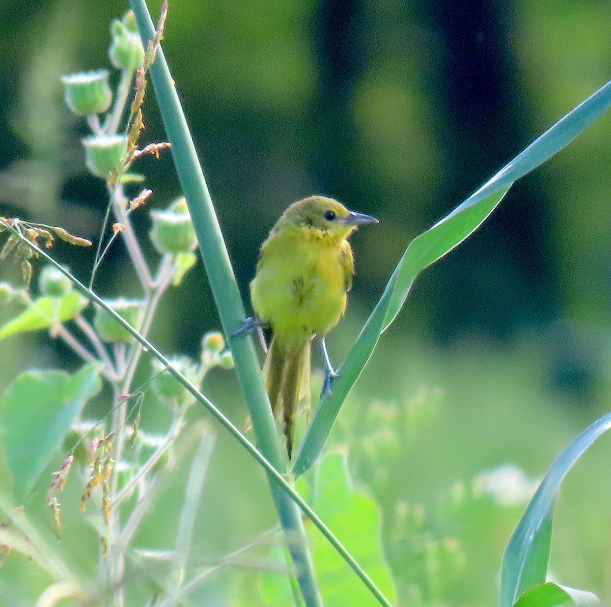 Orchard Oriole - ML475428961