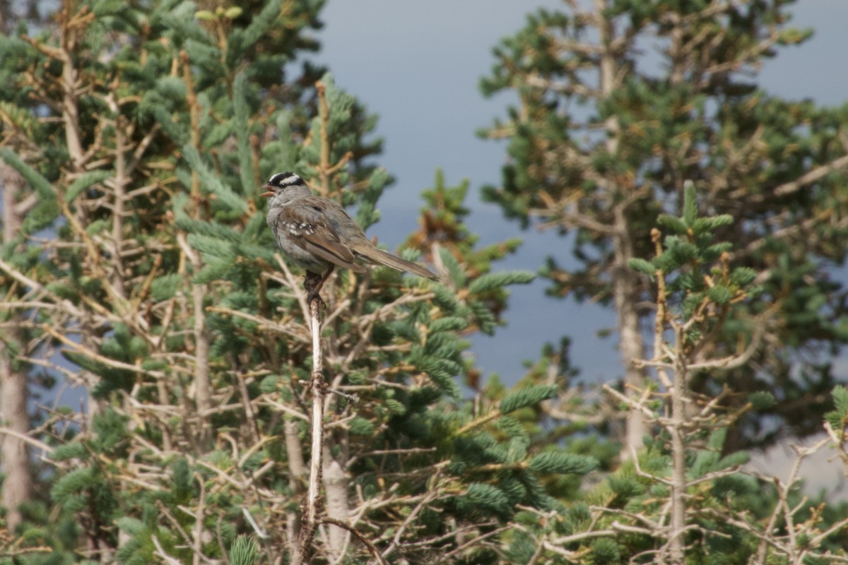 White-crowned Sparrow - ML475429001