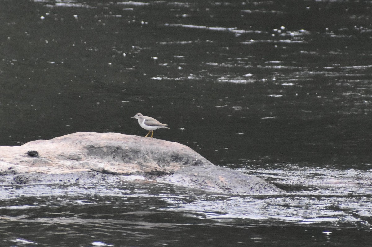 Spotted Sandpiper - ML475431831