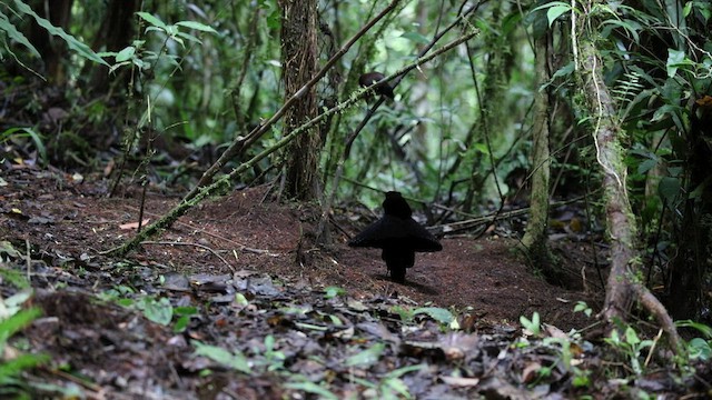 Western Parotia - ML475433751