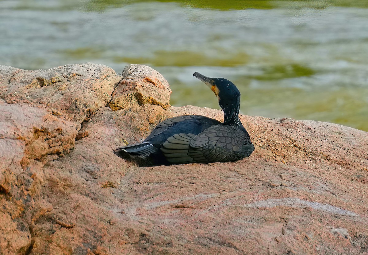 Great Cormorant - Sudip Simha