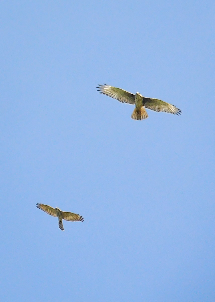 White-eyed Buzzard - ML475433881