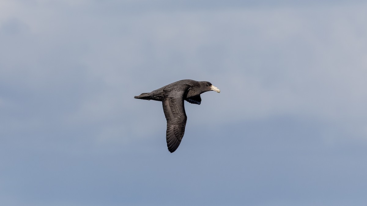 Southern Giant-Petrel - Ernest Tong