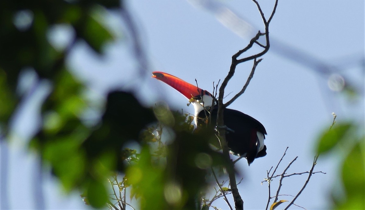 Toco Toucan - ML475434881