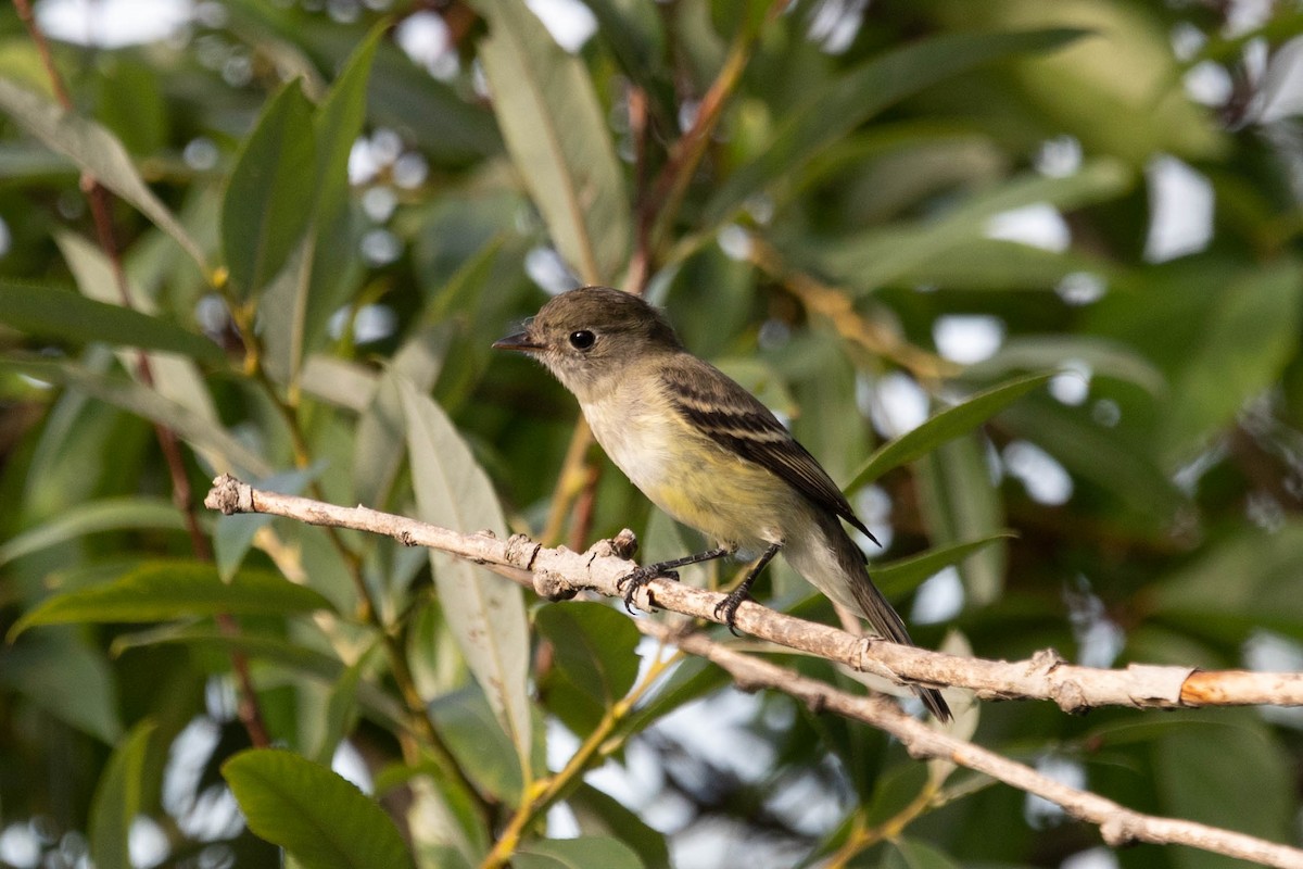 Yellow-bellied Flycatcher - ML475434931