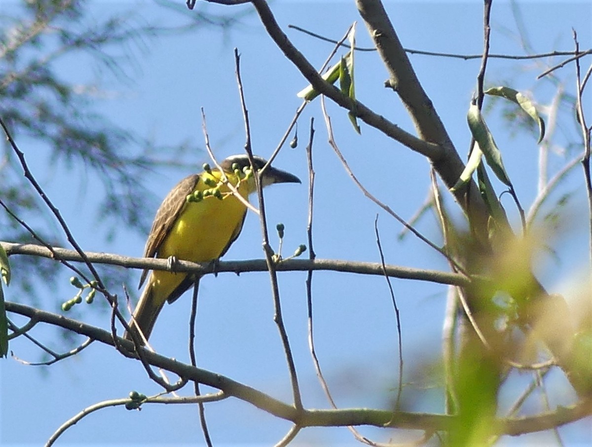 Boat-billed Flycatcher - ML475435021