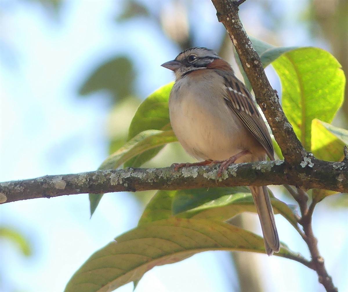 Rufous-collared Sparrow - ML475435151