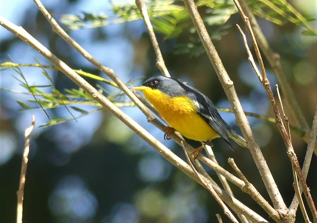 Tropical Parula - ML475435171