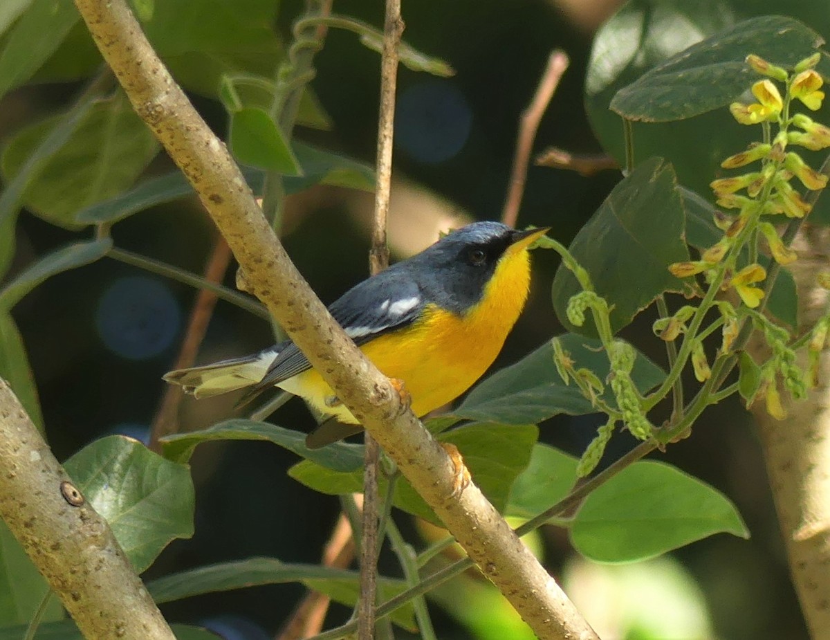 Tropical Parula - ML475435191