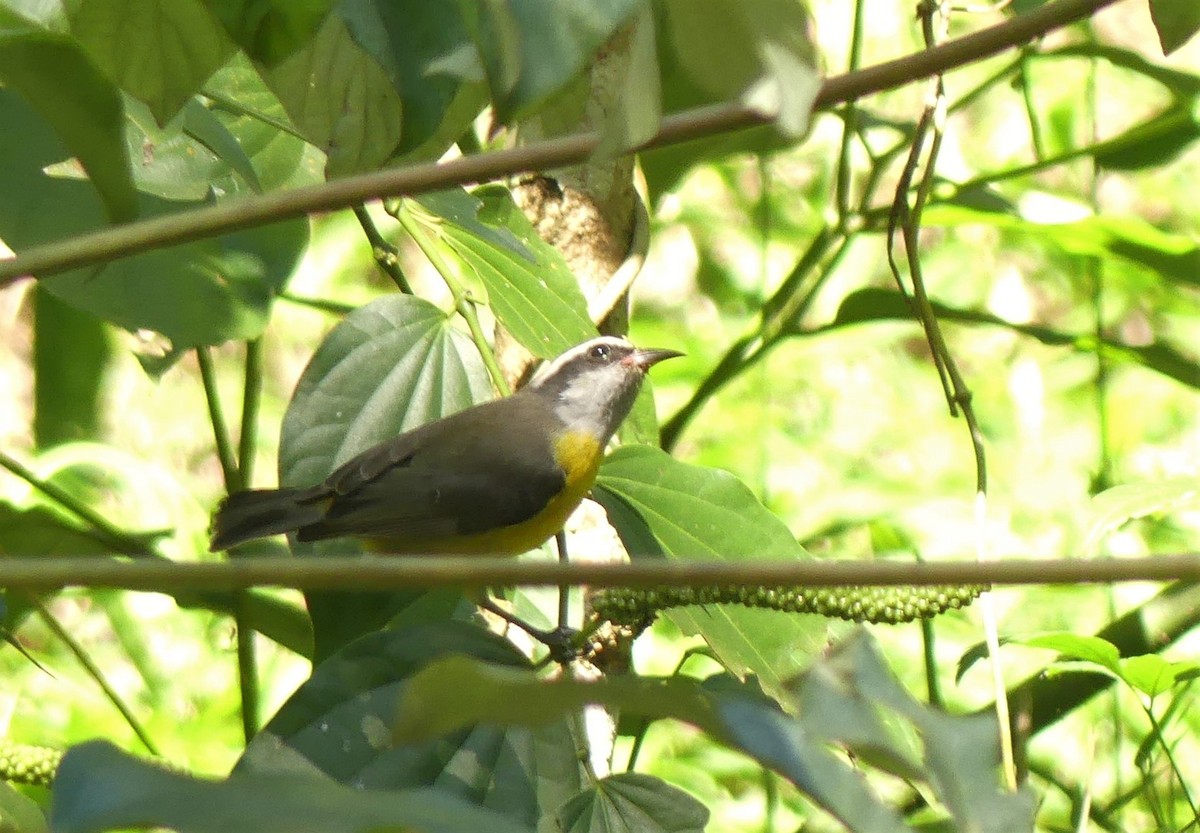 Bananaquit - ML475435251