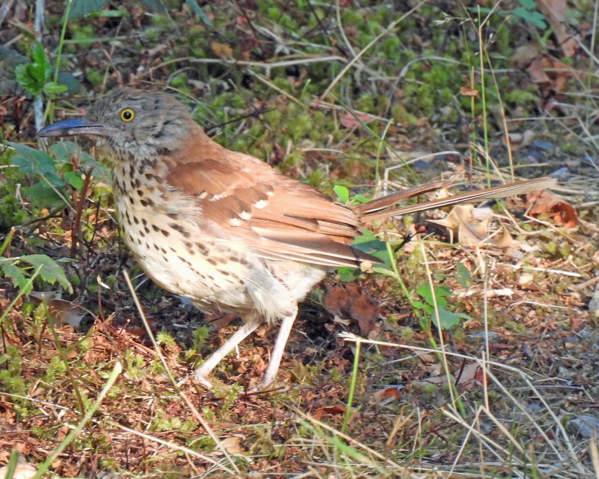 Brown Thrasher - ML475435371
