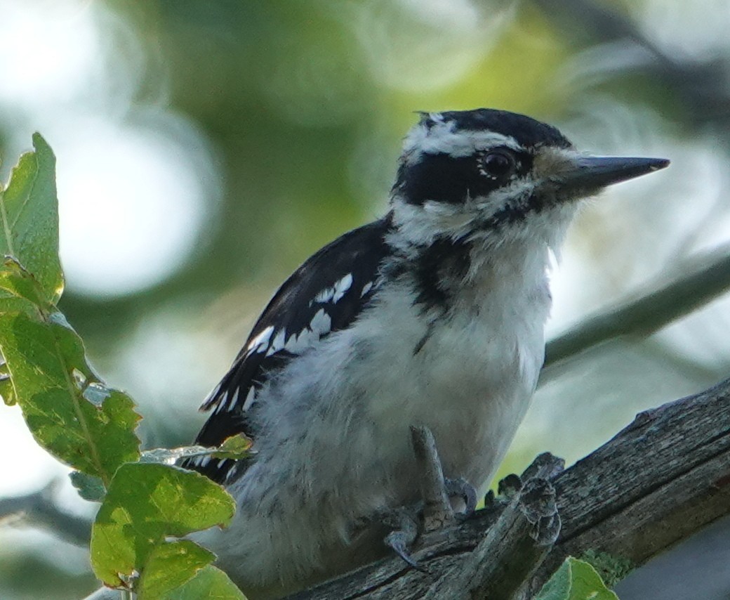 Hairy Woodpecker - ML475436111