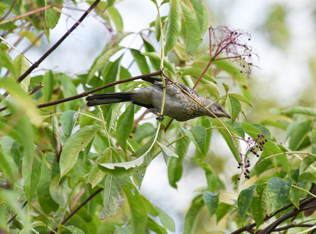 Northern Mockingbird - ML475437821