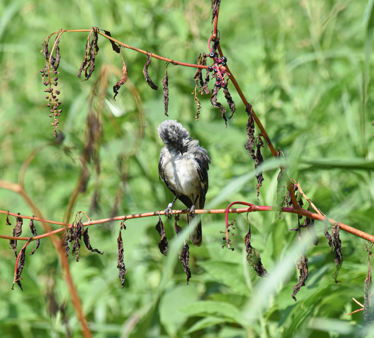 Northern Mockingbird - ML475437931