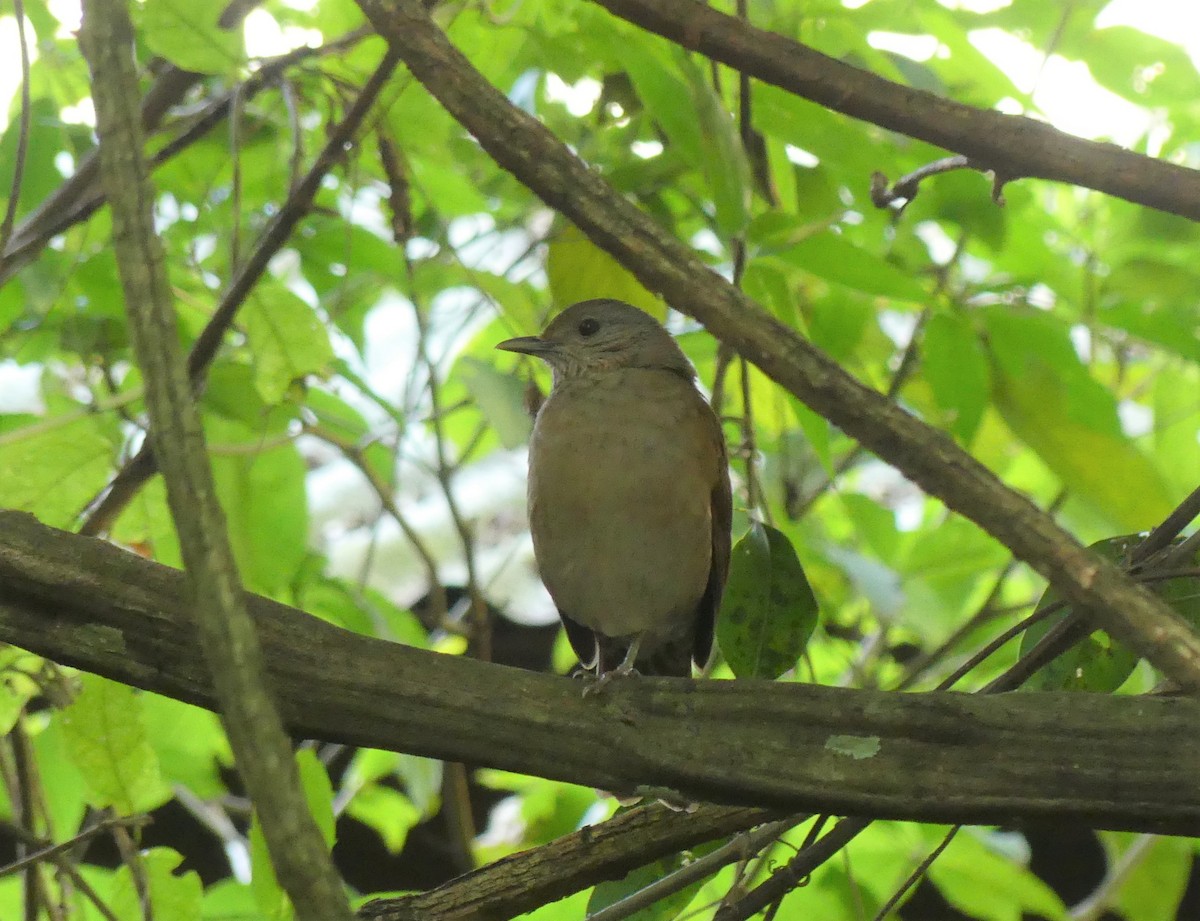 Pale-breasted Thrush - ML475439141