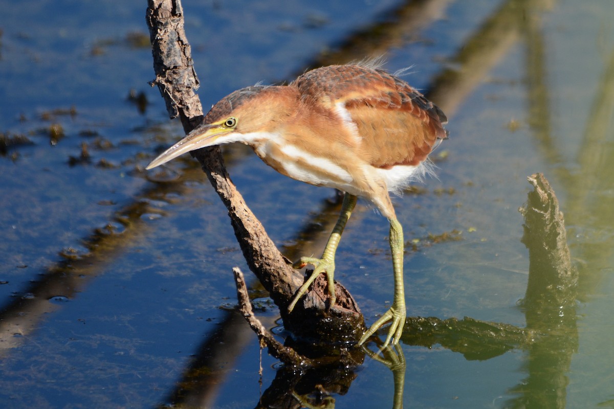 Least Bittern - Steve Mierzykowski