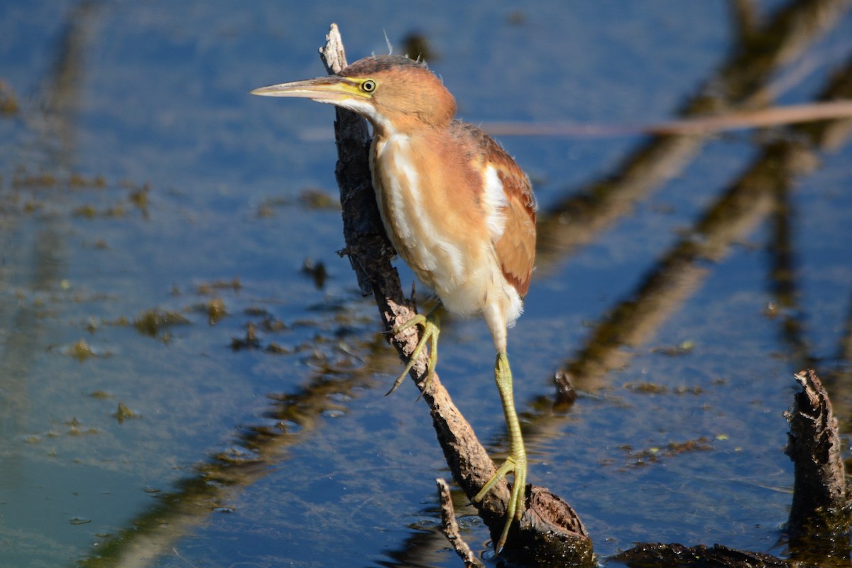 Least Bittern - Steve Mierzykowski