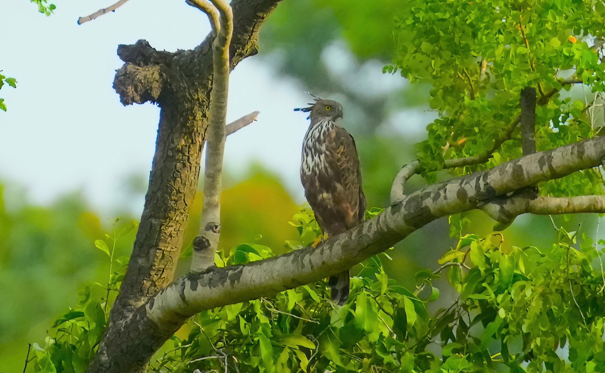 Changeable Hawk-Eagle (Crested) - ML475440361